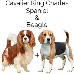 Beaglier Dog